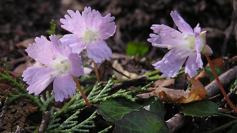 可憐なイワウチワの花