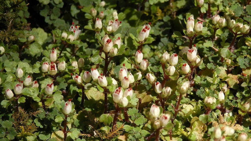 小下沢に咲き始めたハナネコノメ