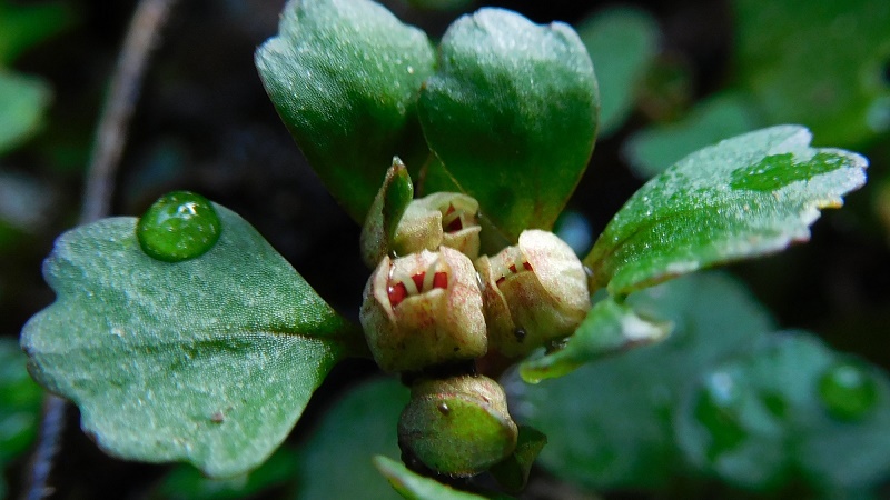 うす目を開けたハナネコノメ