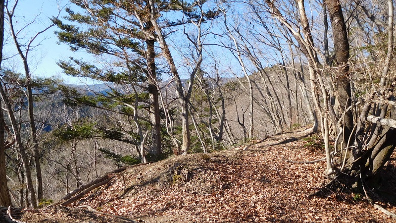 柏原ノ頭への最短路、南東尾根