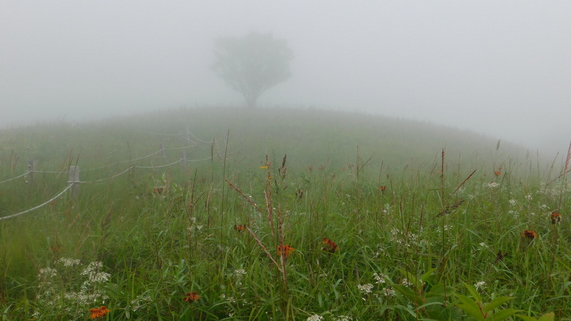 湯ノ沢峠のお花畑