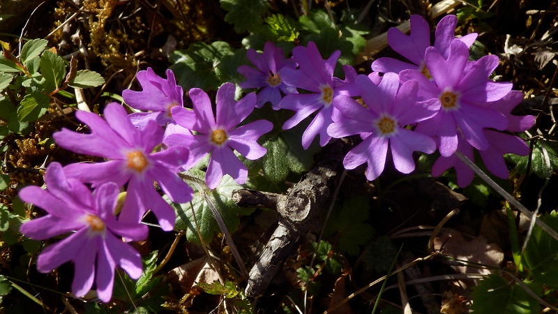 蛭ヶ岳のコイワザクラ