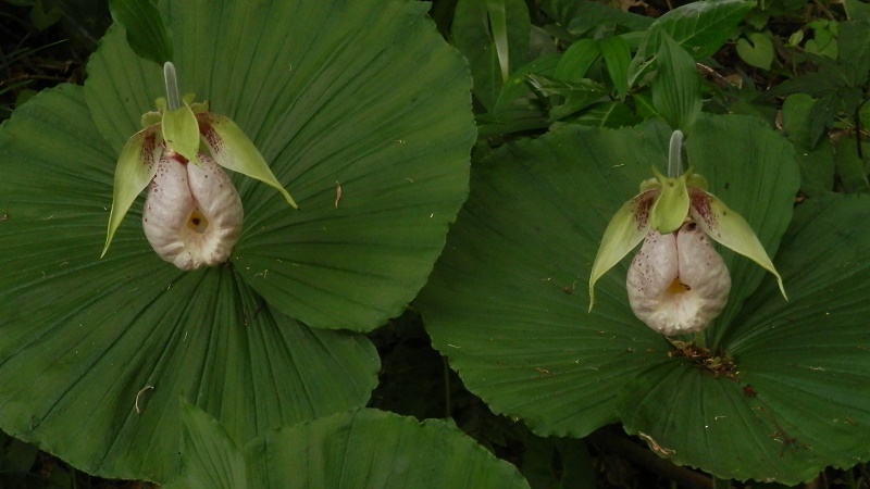 クマガイソウの花