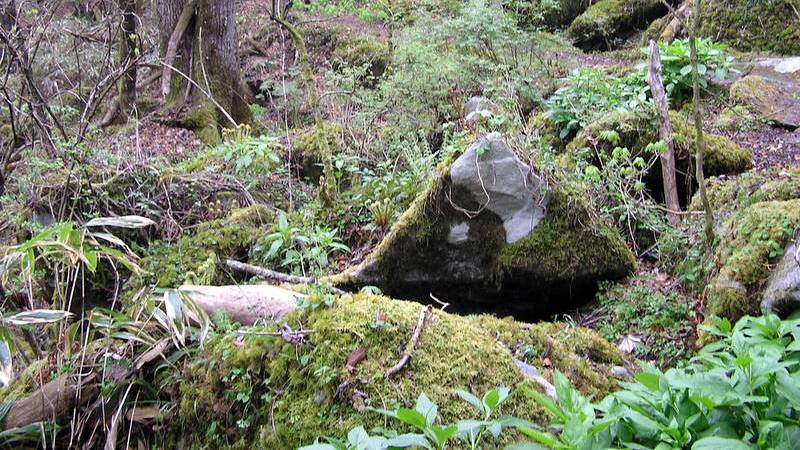 黒川鶏冠山の植物:苔やシダが多い