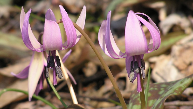 スプリングエフェメラルとも呼ばれるカタクリの花