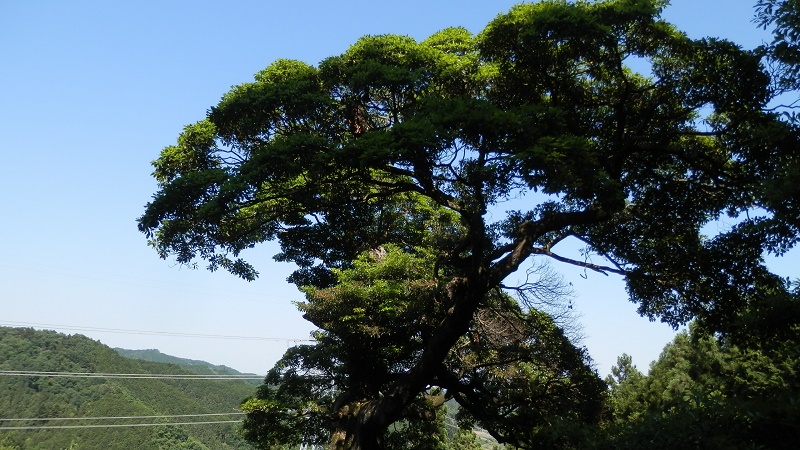 タブノキの巨樹