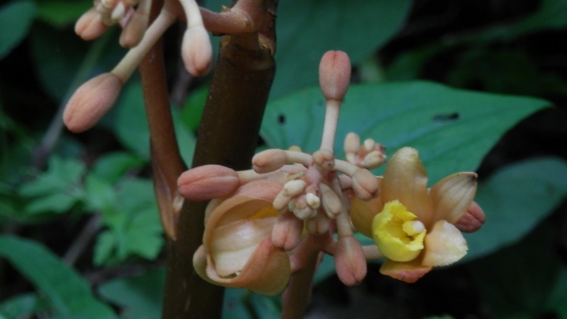 南高尾のツチアケビ