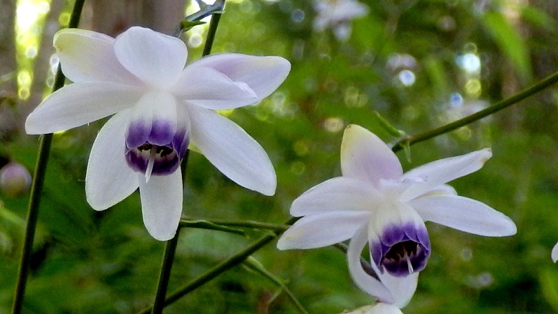 レンゲショウマの花