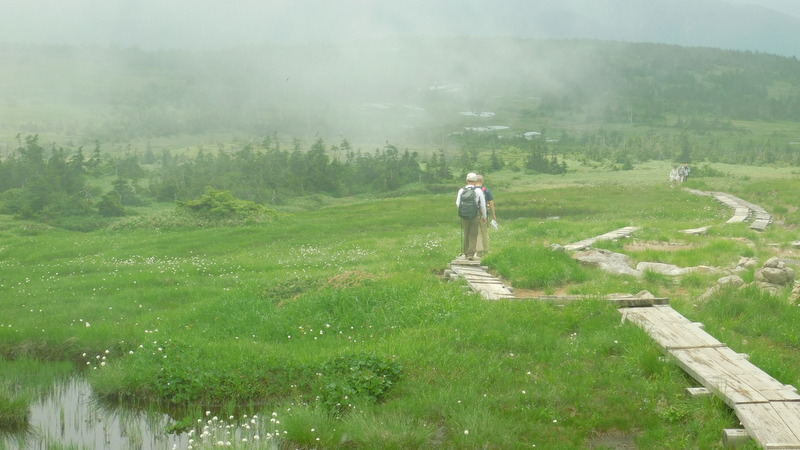 花いっぱいの苗場山の山頂湿原