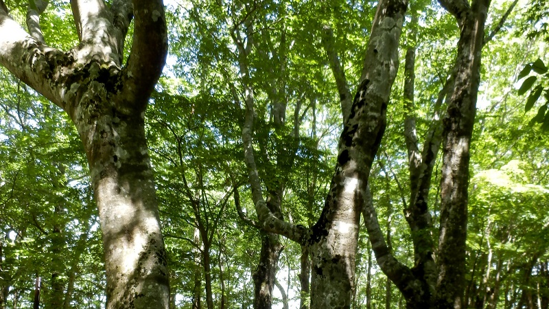 長尾尾根のブナ林