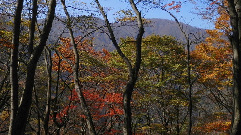 長尾尾根のブナ林の秋