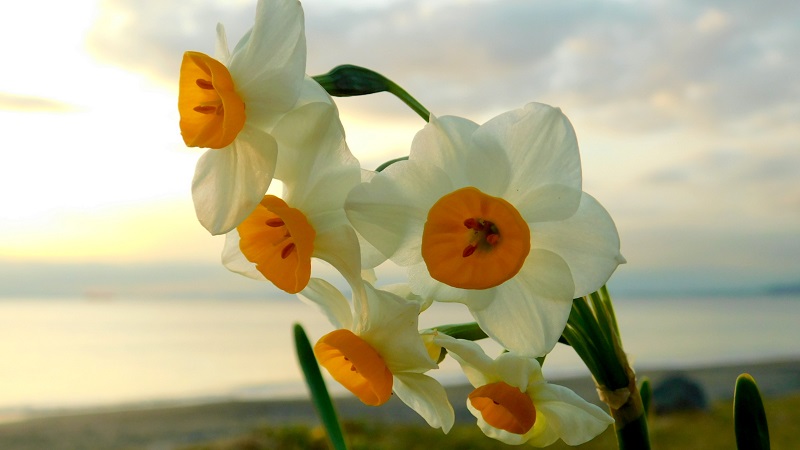 保田の砂浜に咲く水仙
