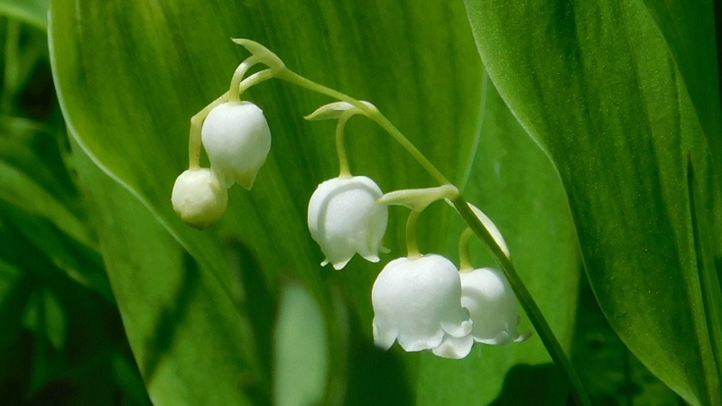 入笠山のすずらん