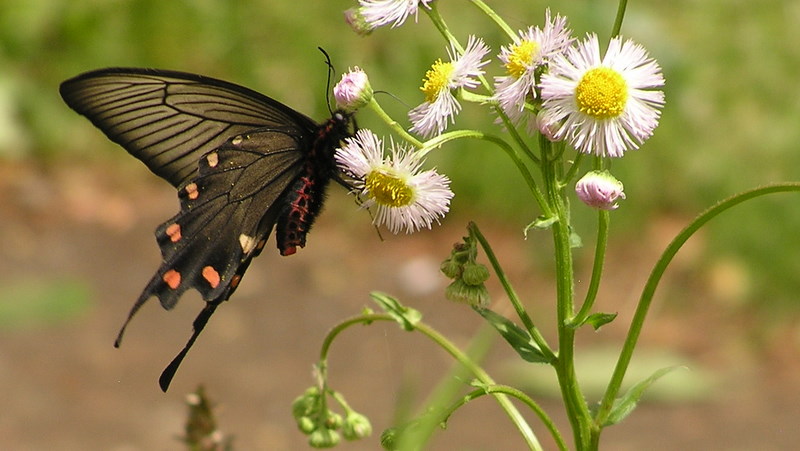 黒いジャコウアゲハとうすピンクのハルジオン
