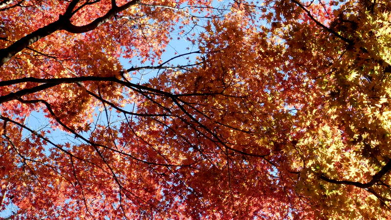 大倉尾根の紅葉