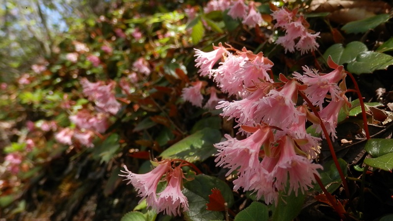 ベニバナヒメイワカガミ