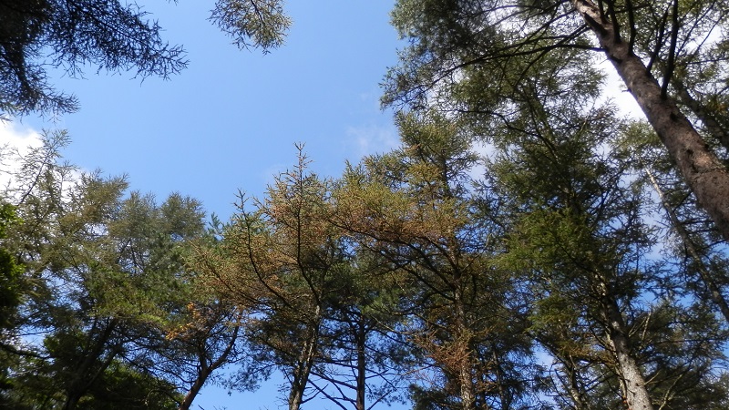 大谷ヶ丸のカラマツ林