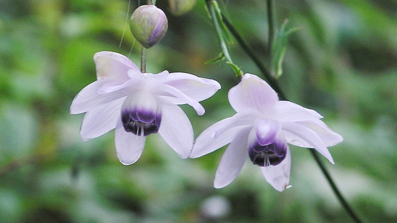 メルヘンチックなレンゲショウマの花は、うす紫色
