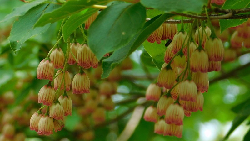 七ツ石山のサラサドウダン