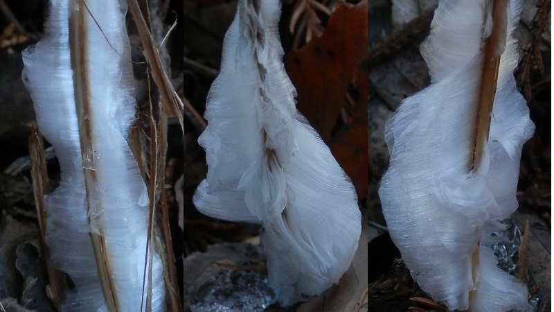 南高尾山稜のシモバシラ