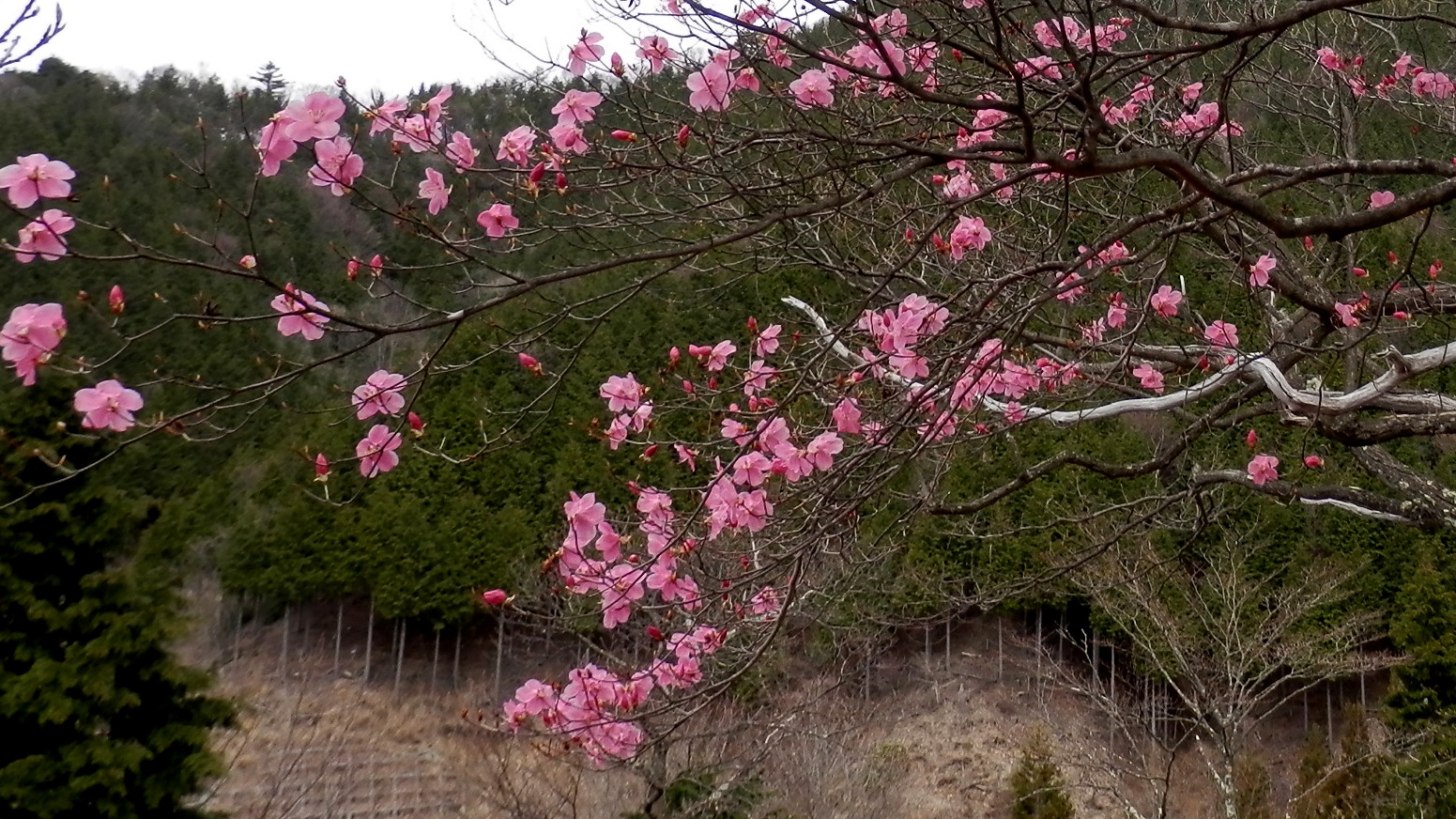 大丹波川から蕎麦粒山