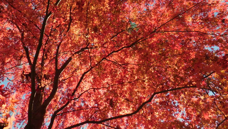 鈴ヶ尾山頂に1本立ちするモミジ