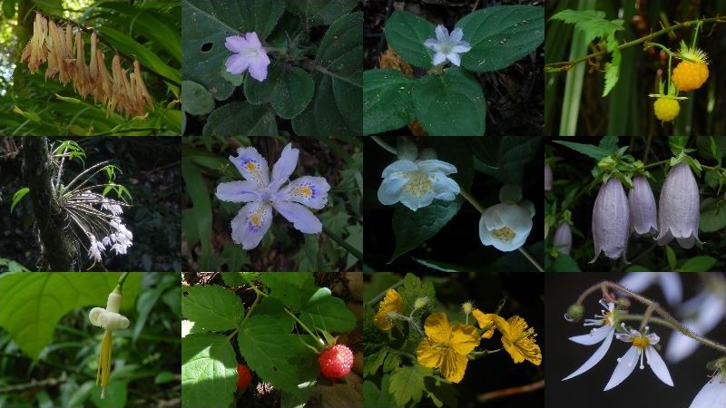 高尾山 梅雨どきの花
