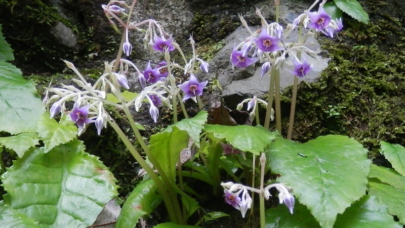 高尾山蛇瀧水行道場のイワタバコ