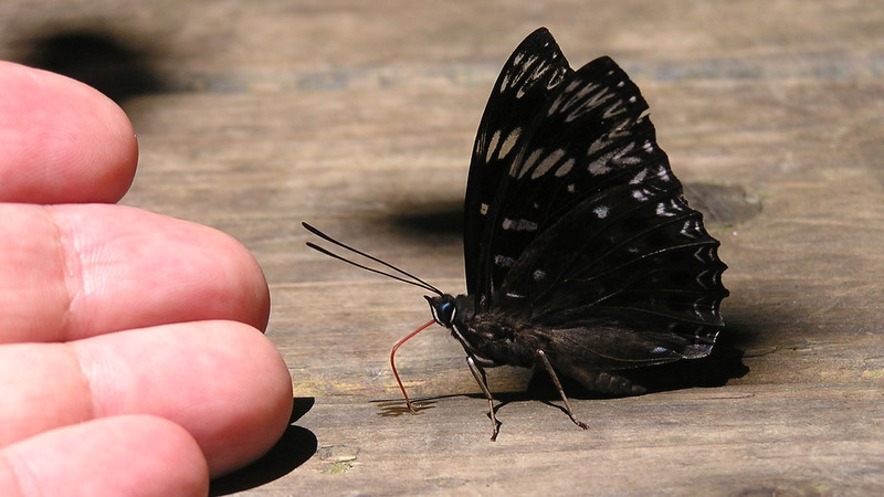 高尾山のベンチで汗を吸うスミナガシ