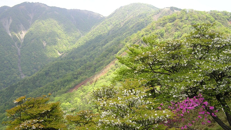 塔ノ岳北面のシロヤシオツツジとトウゴクミツバツツジ