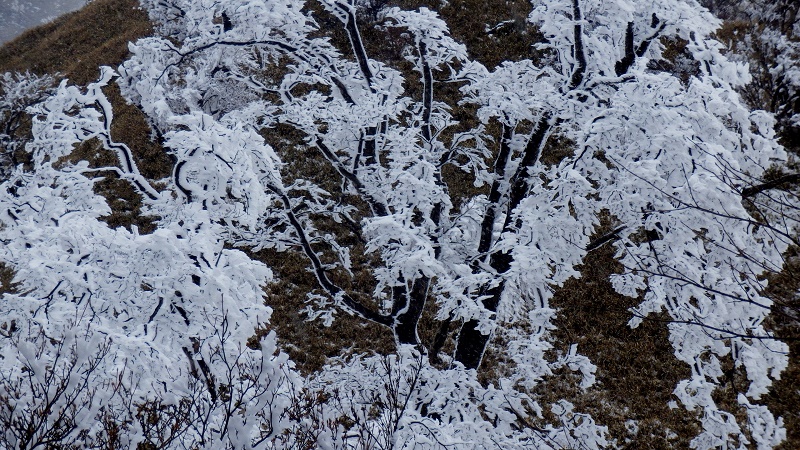 丹沢山の霧氷