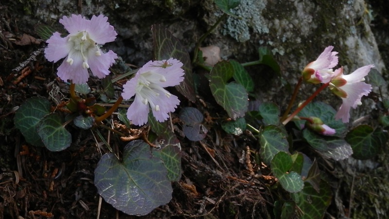 天地山の断崖に咲くイワウチワ