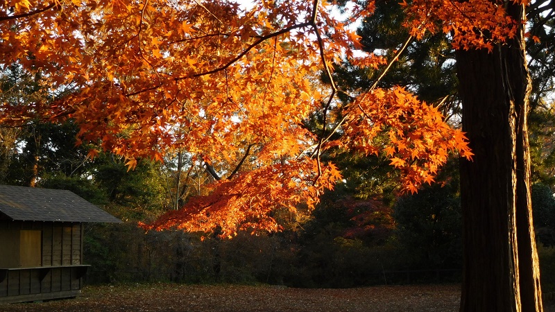 天覧山中段の紅葉