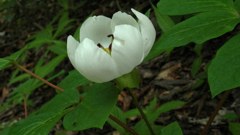 ヤマシャクヤク