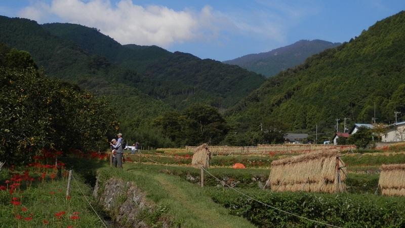 ヒガンバナ見学路から望む大山