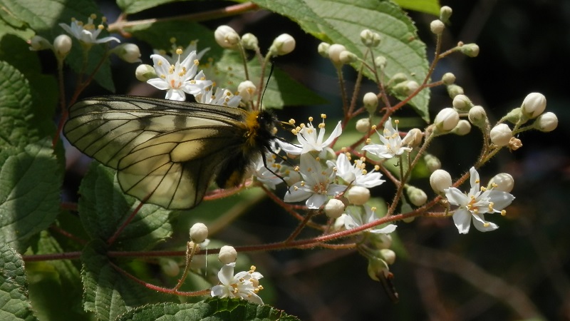 裏高尾のウスバシロチョウ