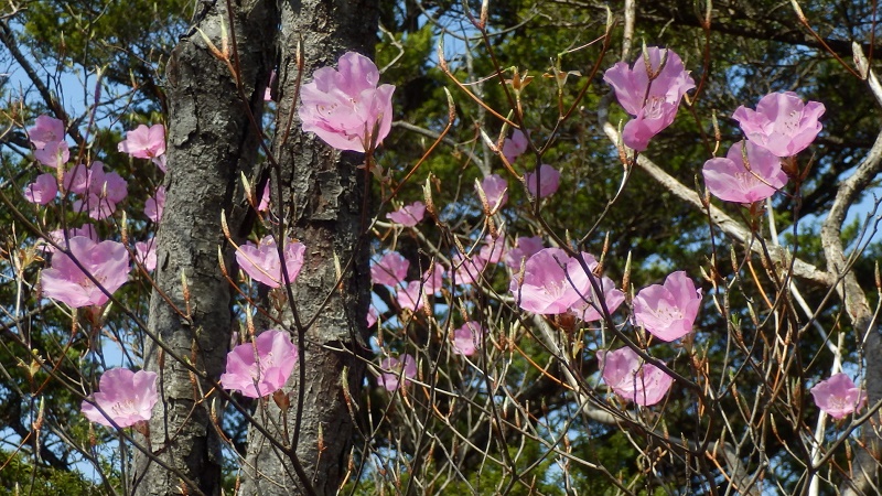 蕨山のアカヤシオ
