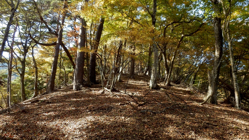 焼小屋沢左岸尾根