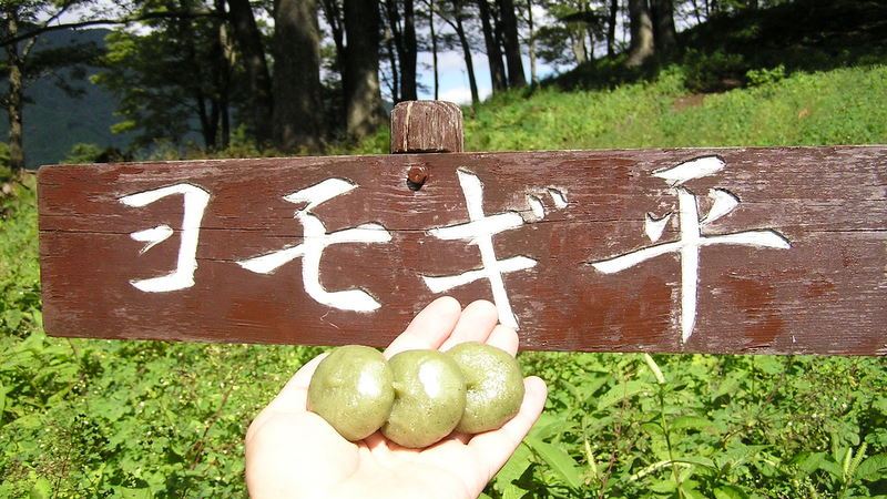 ヨモギ平のヨモギ餅