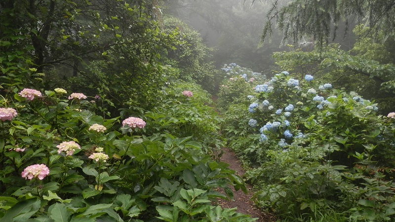 湯坂路のアジサイ