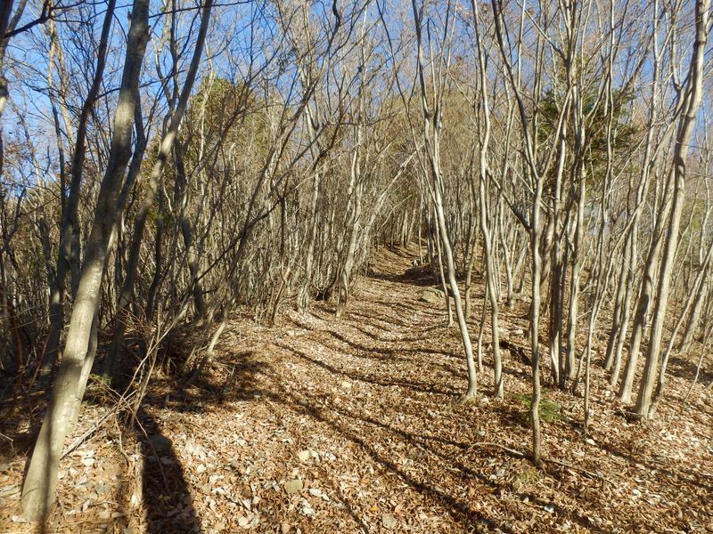 日当たりのよい落ち葉の道が続く