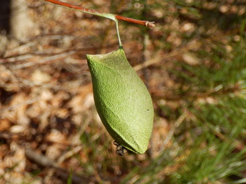 ウスタビガの繭。上の口はまだ開かない。