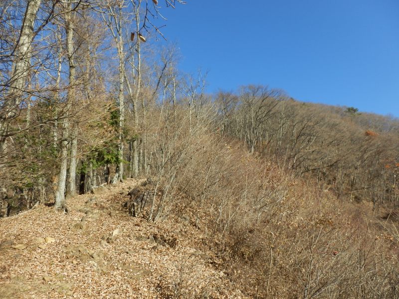 稜線まで、もうすぐのように見えるけど