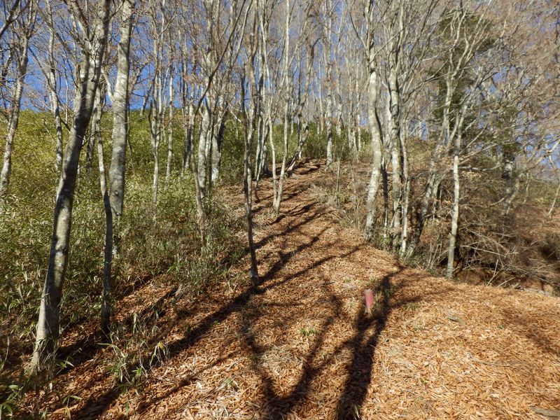 ワラビタタキ山頂直下の急登