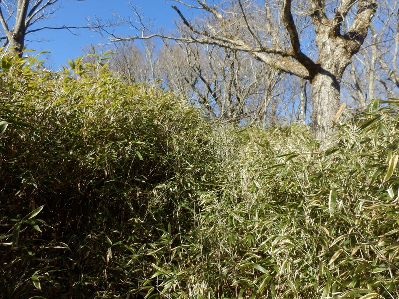 笹薮を抜けるまであとわずか