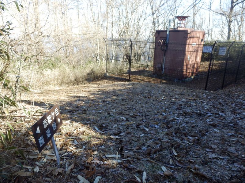 ワラビタタキに戻って、陽だまりでお茶