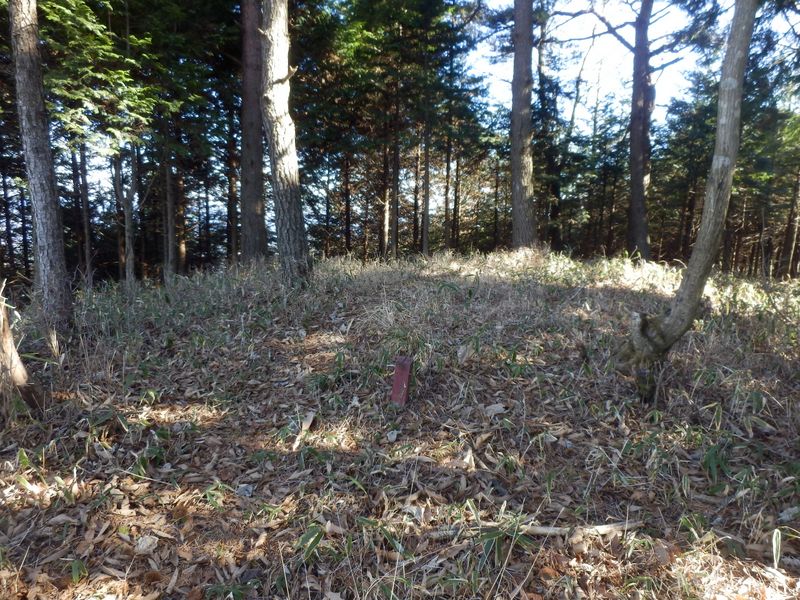 ここが1193m峰だろう