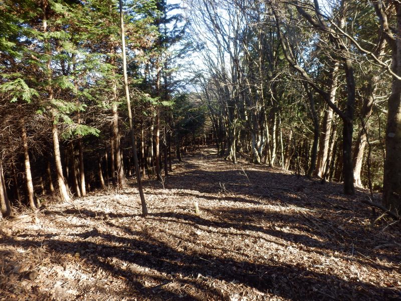 防火帯のような、歩きやすい尾根