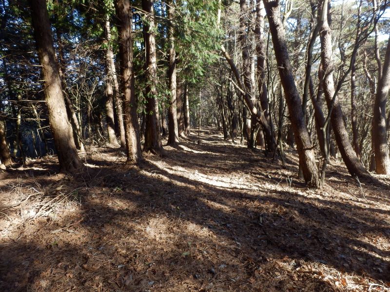 ここでは森林浴