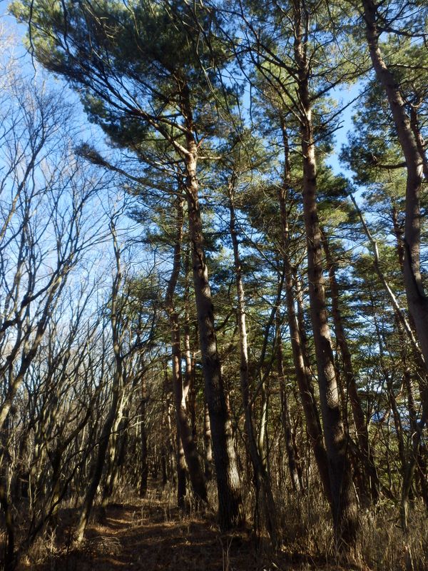 アカマツの背が高い